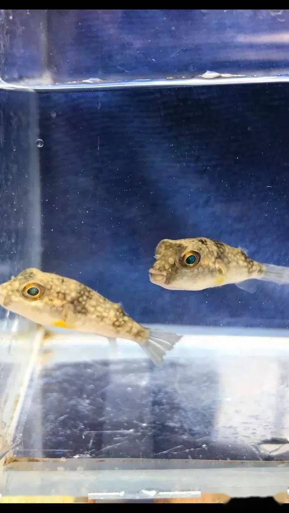 狗头鱼多少钱一条