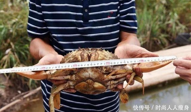 在三门“舞爪横行”的青蟹,到了最好吃的时候啦