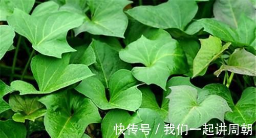 红薯叶|人到中年想长寿,不妨多吃3种食物,营养丰富,增强体质!