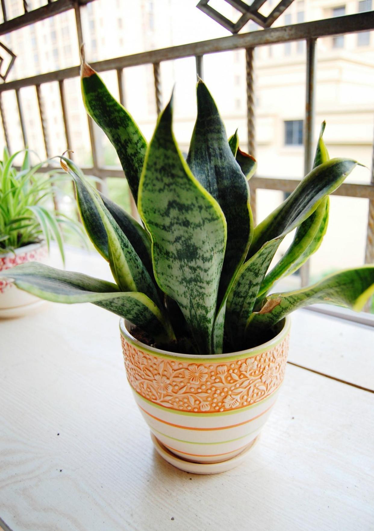 适合在卧室栽种的植株有哪些？好看还助眠，太棒了