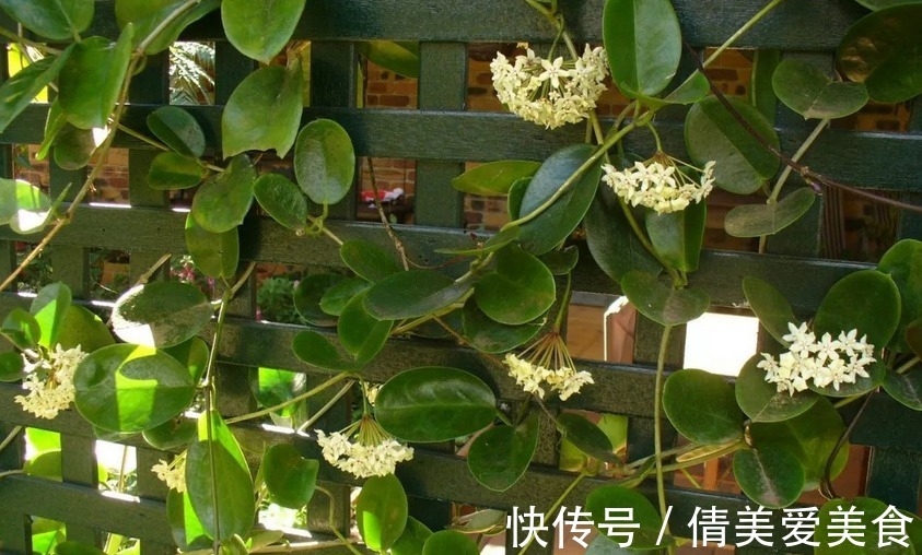 植株|没有院子,受限于盆栽就养情人球兰,照顾到3点,花期长、香味浓