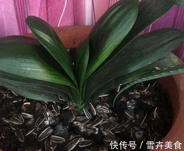 花生|君子兰就爱吃这2种零食,往盆里埋一点,根壮叶肥,花开璀璨烂漫