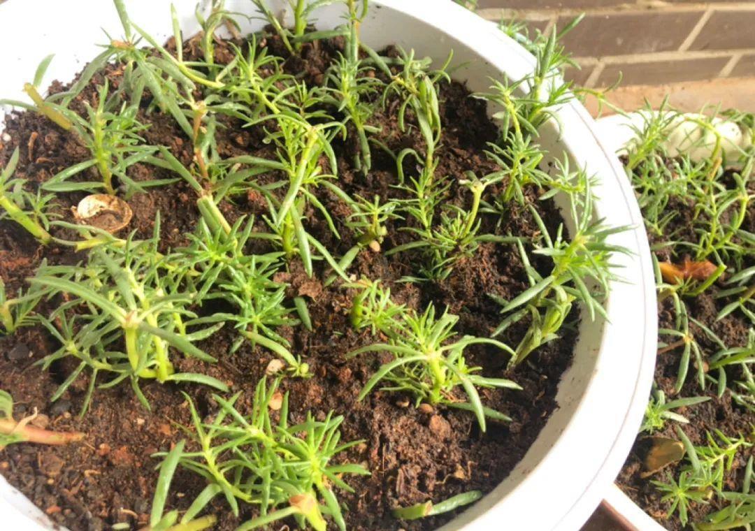 种花|8种花赶紧剃头,剃得越狠,开花越多