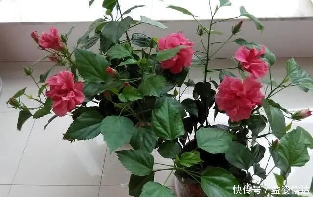 三月初,这“四朵花”任意养长,枝叶绿,花开,一年到头都在开花