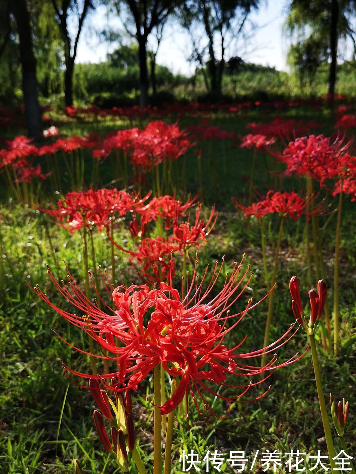 长寿花|两种花，名字听起来吓人，开花却美翻了，养一次就上瘾