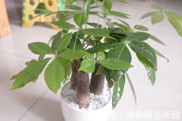 “4种花”象征着招财、旺家，寓意好又好养，招财进宝、富贵吉祥