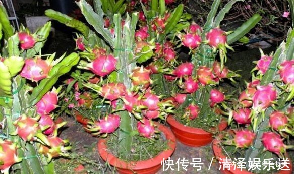 1种水果籽,一粒粒摆盆里,10天出芽,开花又结果,够一家人吃