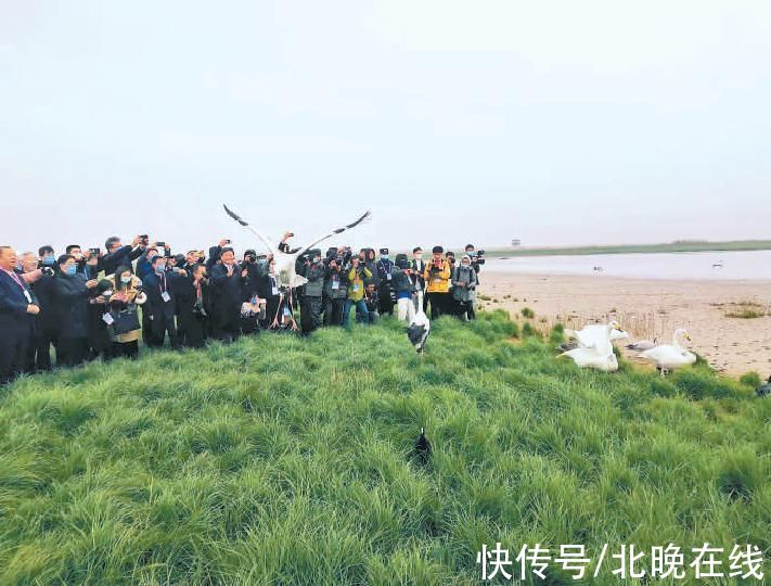 救助鸟儿|“乘车”穿越1500公里，25只北京救助鸟儿鄱阳湖畔放归