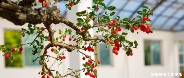 枸杞|冬天别的花可以不养,但是这6种,不养就亏了!