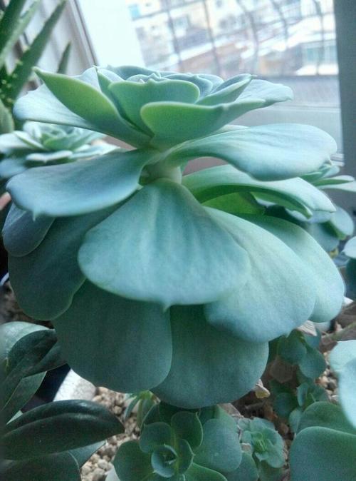 多肉变成一张大饼,该咋救一招绝对好使!