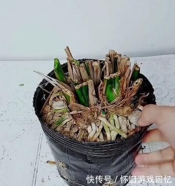 盆栽兰花，养护重点放在这里，长势才会好