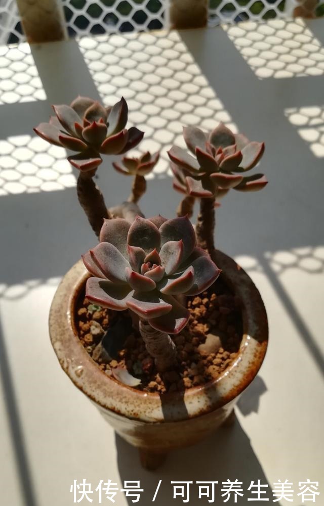 种植一年的“老桩”姬胧月,秋季惊人变化!