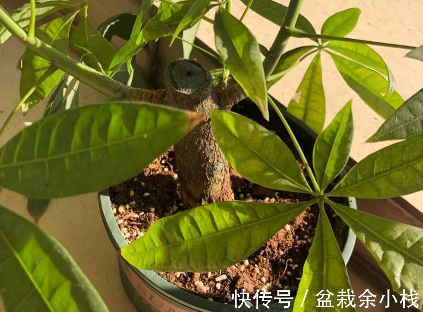 适合客厅盆栽的大型绿植有什么?这3款首当其选,显高级又好活