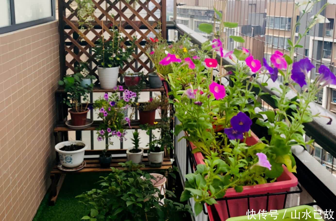 电视柜|家庭养花:室内盆栽别摆太满,不然问题多多