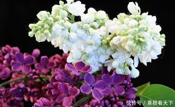 新手养花,不如养一盆花中精品“素客”,似娇艳情人,芳香四溢