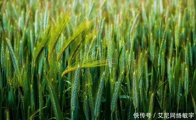 雏形|唐代杨炎财政思想:两税法制度与预算制度雏形