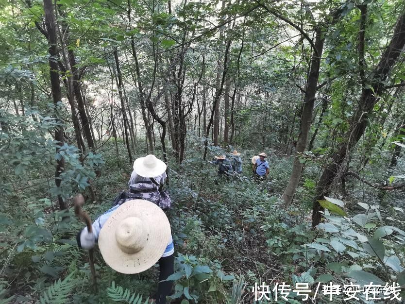 来旌德，深呼吸——写在旌德县荣膺“中国天然氧吧”称号之际