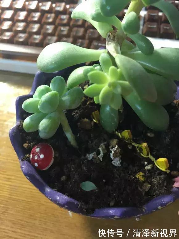 叶子|多肉出现3个状态,是烂根“信号”,再不管根都烂完,别忽视!