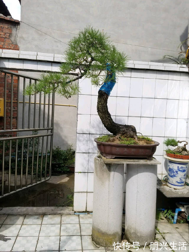 到园艺师家里做客,欣赏到了很多精品盆景,一起来感受盆景的魅力