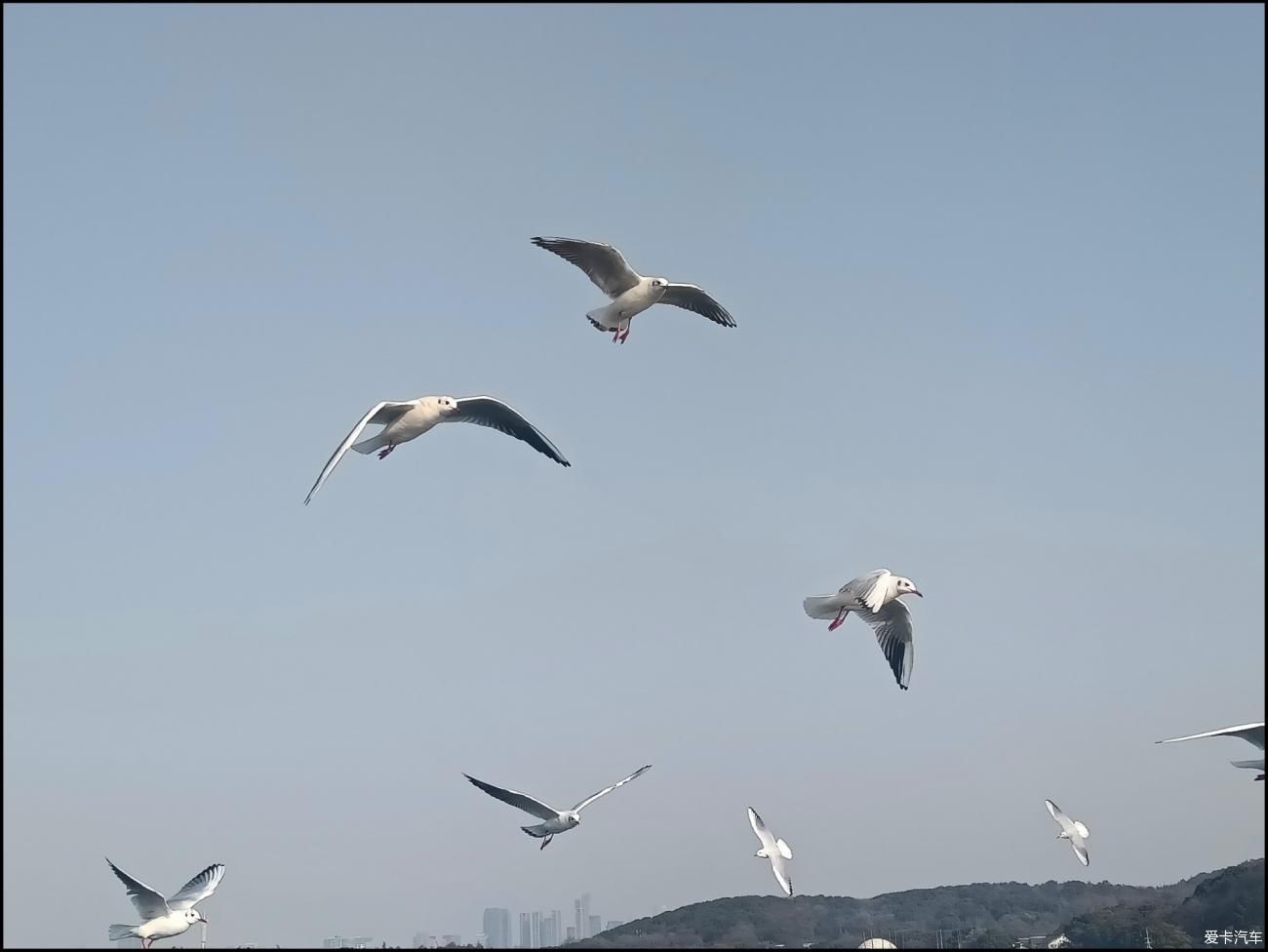 自驾游无锡5A级景区观红嘴鸥