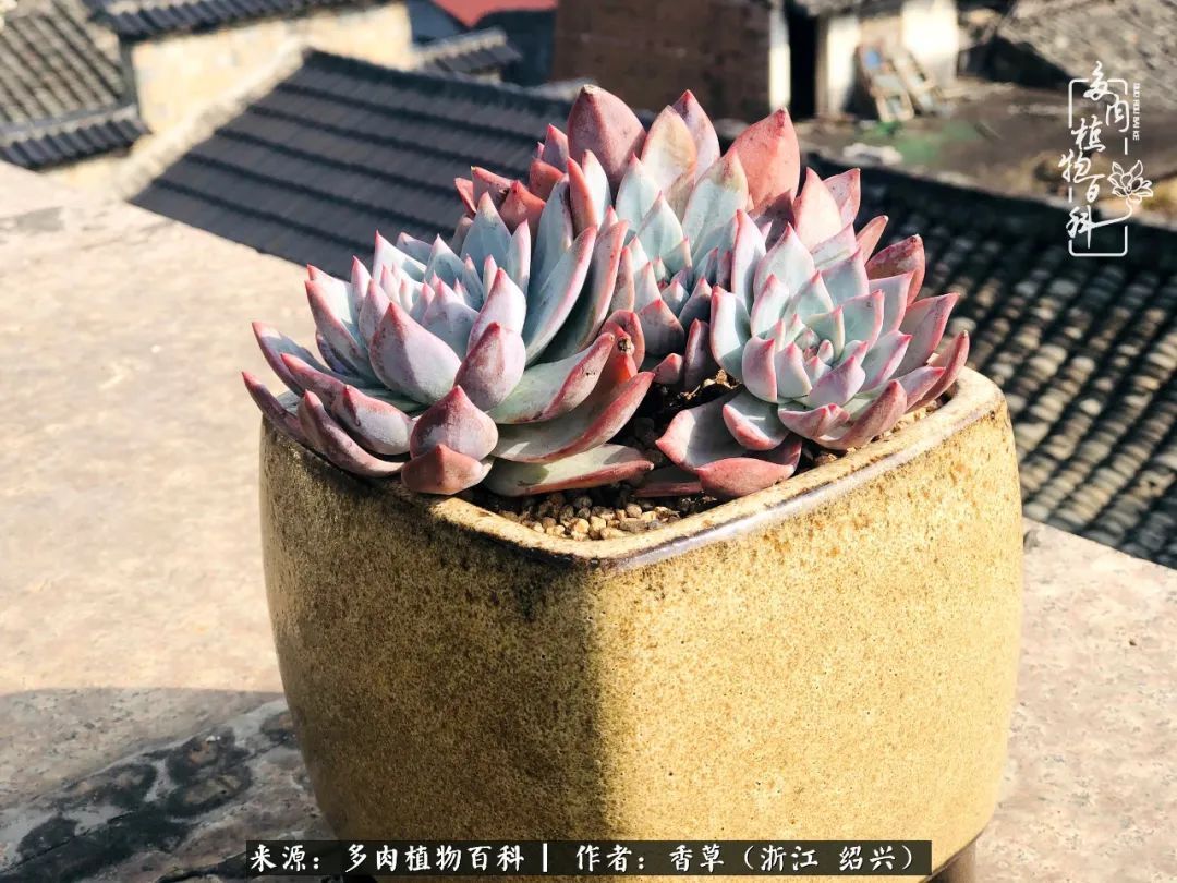 阳台上的一亩三分地，我愿与你一起，与时光媲美！