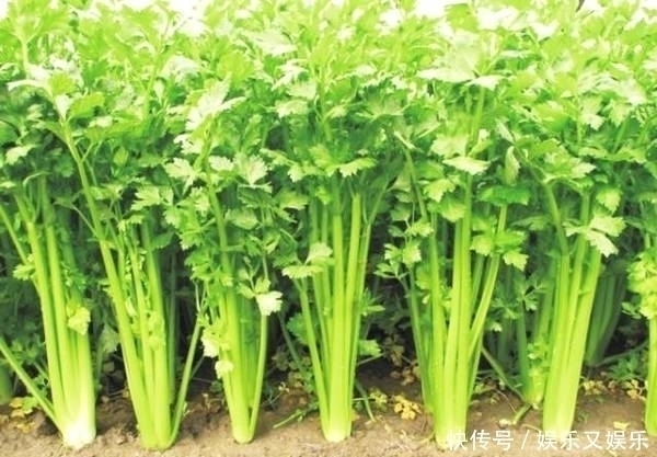 可卡因|十个人九个有口臭，常吃此蔬菜，口臭没了，睡眠也好了，早吃早好