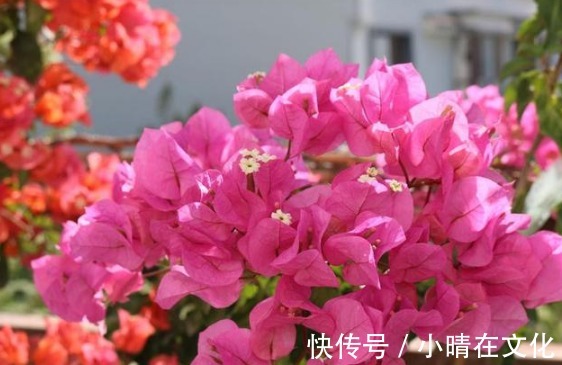 三角梅不开花怎么办1个小方法,花蕾钻出来,一个月就开花!