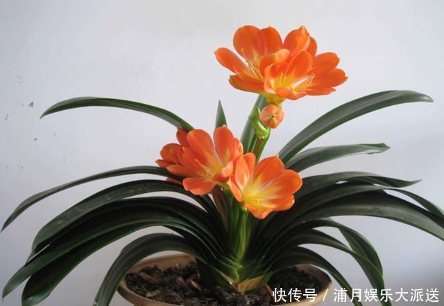 小窍门|养护君子兰,学会“3个”浇水“小窍门”,满盆长满“大白根”