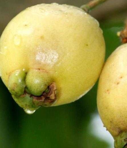 丰肌美肤|女性不想显老，常吃的食物，滋养子宫，丰肌美肤，帮助清肠油