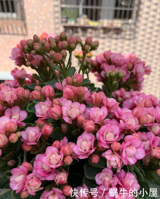 扦插长寿花?掌握4点,插一盆爆一盆,满阳台全是花