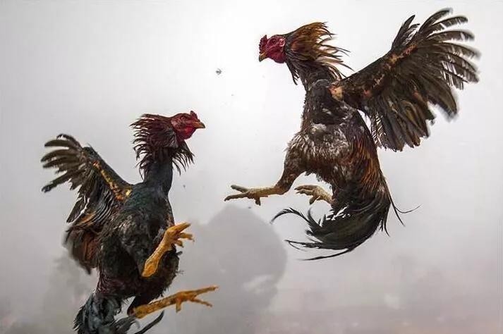 娱乐|古代皇帝工作之余,在宫廷里都有什么消遣娱乐项目