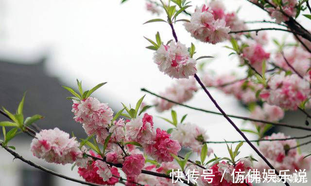 春晓&元稹的这首七绝《春晓》,正是描写了自己的初恋,写得很是感人