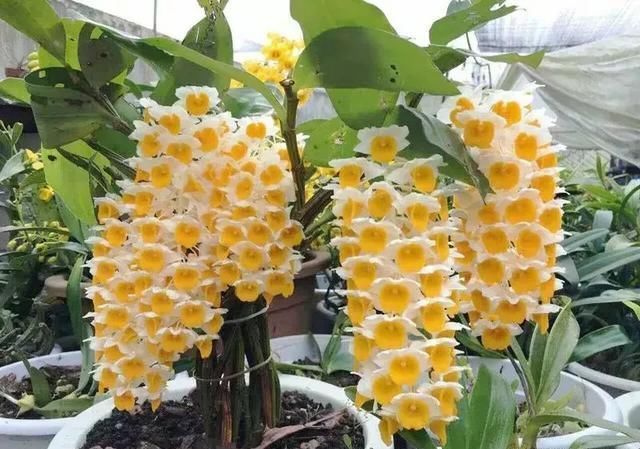 国家 级保护濒危珍稀物种 球花石斛和密花石斛