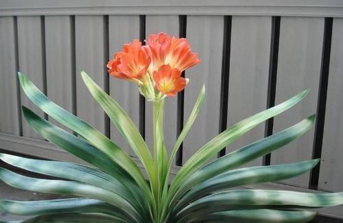 盆栽君子兰该如何催花?掌控4方面因素,开花早、状态理想