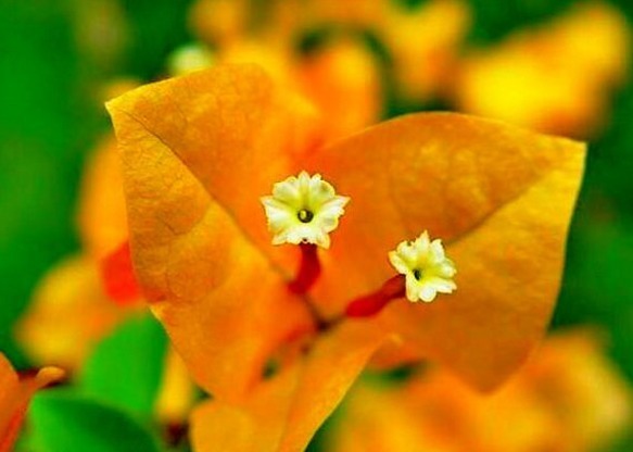 喜欢三角梅,不如养“珍稀名品”柠檬黄三角梅,开花爆盆艳丽多姿