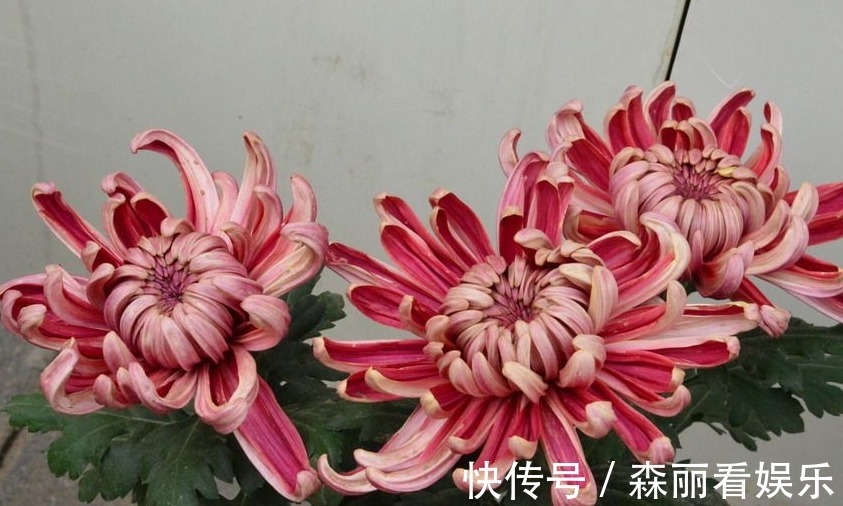 阴历|阴历哪几月出生的女人,长得漂亮,知书达理,娶到就是福气