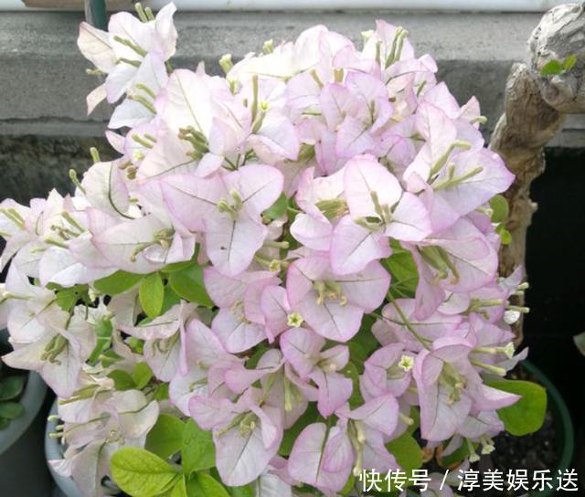 绿叶|养三角梅，学会此“绝技”，想让它啥时候开花，任由你控制