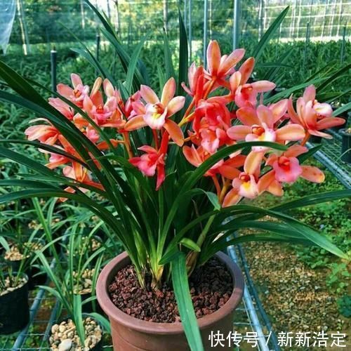 一番话|养兰花究竟有多难？听了王姐一番话才知道，原来的养护方法都错了