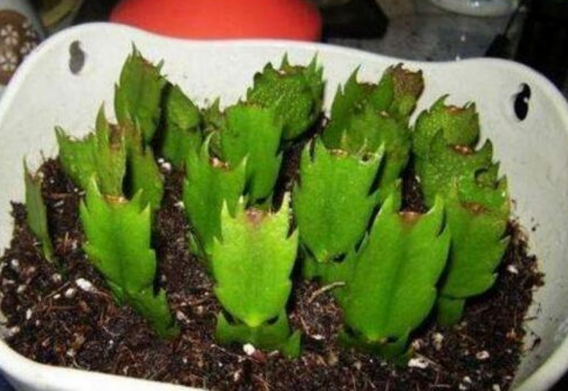 现在“种下”5种花，只需1片叶子，秋冬开满阳台，开花一茬接一茬