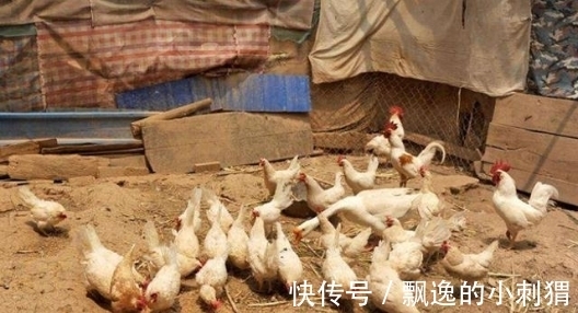 文学奖$老农仿《咏鹅》写下《咏鸡》,全诗仅18字,却斩获国家级文学奖