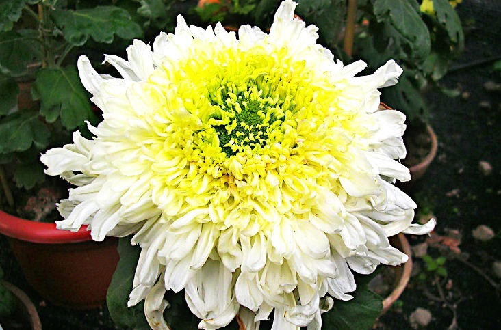 喜欢菊花,就养盆“菊中珍品”西施倩装,似翡翠玉衣,矜持舞魅