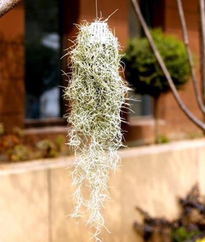 稀有|六种稀有的观赏植物,你见过几种,又养过哪些呢?