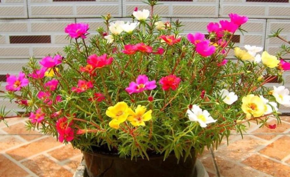 茉莉花|适合夏天养的6种花，越热长势越旺盛，懂花的人都养了