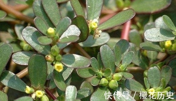 农民朋友|农村常见一种野菜,农民常晒干吃别有风味,还能入药抑菌消炎