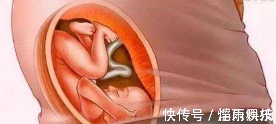 怀胎|宝宝是怎么被慢慢孕育出来的,十张过程图,一切来之不易