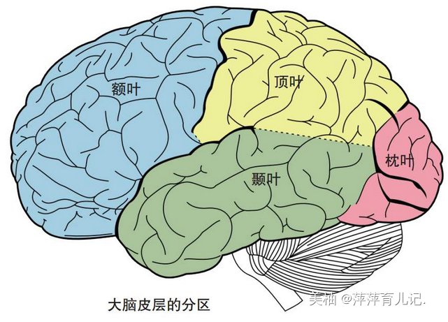 的确|美国心理学家发现：高智商儿童的确有共同之处，但并不是靠遗传