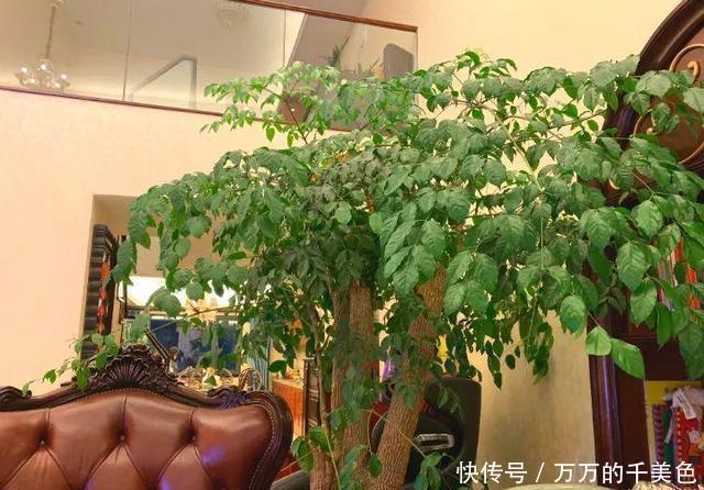 客厅养花有讲究,此三种树旺家招财,多养几盆好