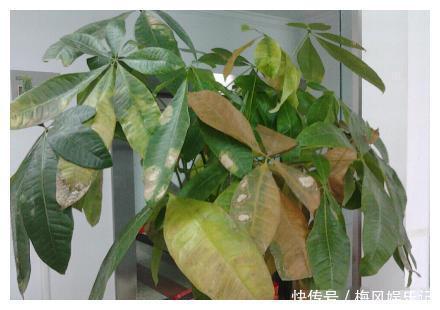 花草君|记住这四句话，让你家的花草树迅速爆盆又招财