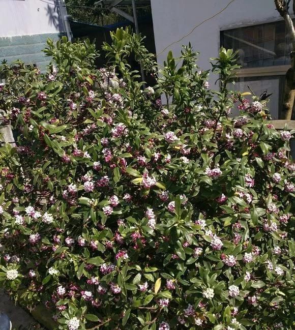 浇水|这3种花上档次，阳台养一盆，开花比香水还好闻