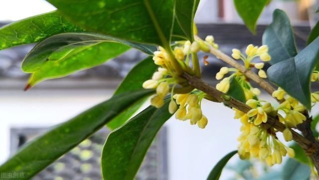 “桂花门前栽,贵人立门内”这4个地方不宜栽桂花树,看完明白了